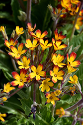 Oakleaf Yellow Picotee Primrose (Primula vulgaris 'Oakleaf Yellow Picotee') at Canadale Nurseries