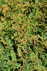 Zmatlik Arborvitae (Thuja occidentalis 'Zmatlik') at Canadale Nurseries