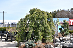 Weeping White Pine (Pinus strobus 'Pendula') at Canadale Nurseries