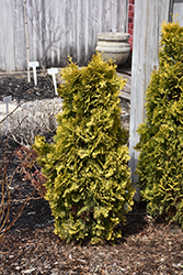 Amber Gold Arborvitae (Thuja occidentalis 'Jantar') at Canadale Nurseries