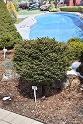 Little Gem Spruce (tree form) (Picea abies 'Little Gem (tree form)') at Canadale Nurseries