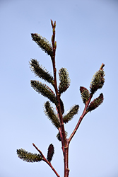 Black Pussy Willow (Salix gracilistyla 'Melanostachys') at Canadale Nurseries