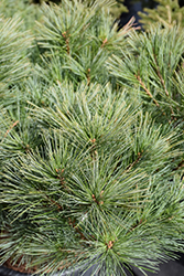 Horsford Dwarf Eastern White Pine (Pinus strobus 'Horsford Dwarf') at Canadale Nurseries
