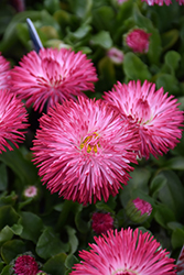 Habanera Red English Daisy (Bellis perennis 'Habanera Red') at Canadale Nurseries