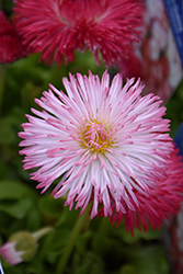 Habanera Pink English Daisy (Bellis perennis 'Habanera Pink') at Canadale Nurseries