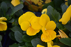 Penny Clear Yellow Pansy (Viola cornuta 'Penny Clear Yellow') at Canadale Nurseries