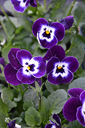 Sorbet XP Purple Face Pansy (Viola 'PAS733563') at Canadale Nurseries