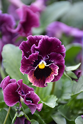 Frizzle Sizzle Mini Purple Shades Pansy (Viola cornuta 'Frizzle Sizzle Mini Purple Shades') at Canadale Nurseries