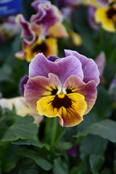 Frizzle Sizzle Mini Tapestry Pansy (Viola cornuta 'Frizzle Sizzle Mini Tapestry') at Canadale Nurseries