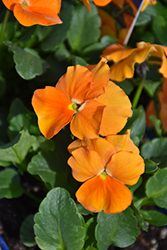 Penny Orange Pansy (Viola cornuta 'Penny Orange') at Canadale Nurseries