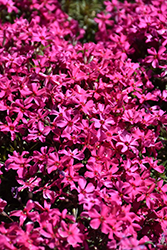 Scarlet Flame Moss Phlox (Phlox subulata 'Scarlet Flame') at Canadale Nurseries