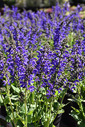 Fashionista Evening Attire Sage (Salvia 'Evening Attire') at Canadale Nurseries