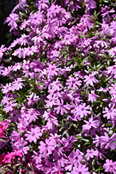 Fort Hill Moss Phlox (Phlox subulata 'Fort Hill') at Canadale Nurseries