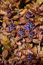 Feathered Friends Parrot Paradise Bugleweed (Ajuga 'Parrot Paradise') at Canadale Nurseries