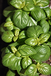 Everleaf Emerald Towers Basil (Ocimum basilicum 'Emerald Towers') at Canadale Nurseries