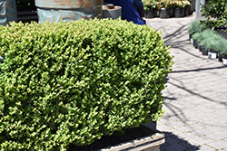 Green Mountain Boxwood (Buxus 'Green Mountain') at Canadale Nurseries