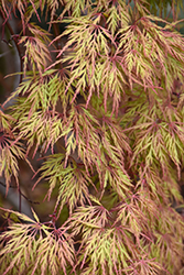 Orangeola Cutleaf Japanese Maple (Acer palmatum 'Orangeola') at Canadale Nurseries