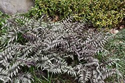 Pewter Lace Painted Fern (Athyrium nipponicum 'Pewter Lace') at Canadale Nurseries