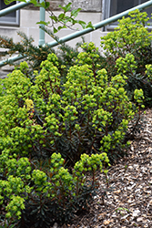Purple Wood Spurge (Euphorbia amygdaloides 'Purpurea') at Canadale Nurseries