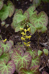 Froehnleiten Bishop's Hat (Epimedium x perralchicum 'Froehnleiten') at Canadale Nurseries