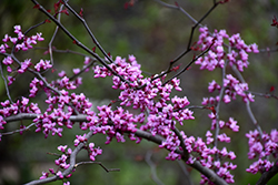 Flame Thrower Redbud (Cercis canadensis 'NC2016-2') at Canadale Nurseries