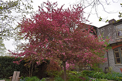 Royal Raindrops Flowering Crab (Malus 'JFS-KW5') at Canadale Nurseries