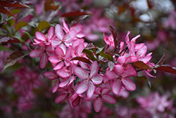 Royal Raindrops Flowering Crab (Malus 'JFS-KW5') at Canadale Nurseries