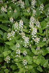 Creeping Foamflower (Tiarella cordifolia) at Canadale Nurseries