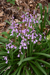 Pink Spanish Bluebell (Hyacinthoides hispanica 'Pink') at Canadale Nurseries