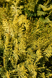 Night Light Hinoki Falsecypress (Chamaecyparis obtusa 'Conschlecht') at Canadale Nurseries