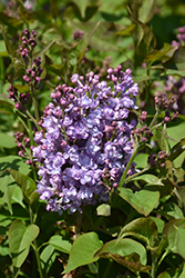Scentara Double Blue Lilac (Syringa x hyacinthiflora 'SMNSHBBL') at Canadale Nurseries