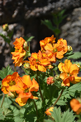 Fire Storm Avens (Geum 'Fire Storm') at Canadale Nurseries