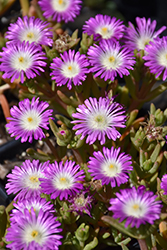 Wheels of Wonder Violet Wonder Ice Plant (Delosperma 'WOWDRW5') at Canadale Nurseries