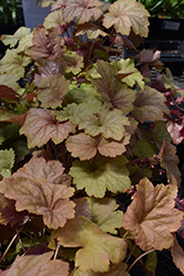 Big Top Caramel Apple Coral Bells (Heuchera 'Caramel Apple') at Canadale Nurseries