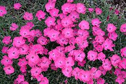 Vivid Bright Light Pinks (Dianthus 'Uribest52') at Canadale Nurseries