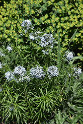 Butterscotch Blue Star (Amsonia hubrichtii 'Butterscotch') at Canadale Nurseries