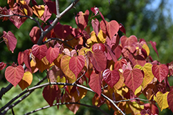 Flame Thrower Redbud (Cercis canadensis 'NC2016-2') at Canadale Nurseries