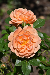 At Last Rose (Rosa 'HORCOGJIL') at Canadale Nurseries