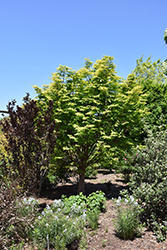 Amber Glow Dawn Redwood (Metasequoia glyptostroboides 'WAH-08AG') at Canadale Nurseries