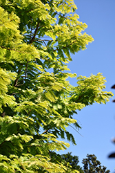 Amber Glow Dawn Redwood (Metasequoia glyptostroboides 'WAH-08AG') at Canadale Nurseries