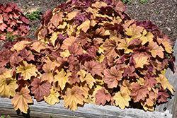 Big Top Caramel Apple Coral Bells (Heuchera 'Caramel Apple') at Canadale Nurseries