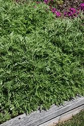 SunFern Arcadia Russian Wormwood (Artemisia gmelinii 'Balfernarc') at Canadale Nurseries