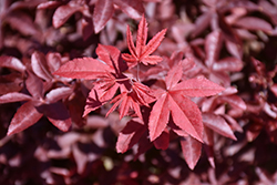 Rhode Island Red Japanese Maple (Acer palmatum 'Rhode Island Red') at Canadale Nurseries