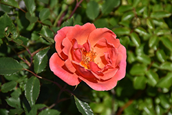 Coral Knock Out Rose (Rosa 'Radral') at Canadale Nurseries