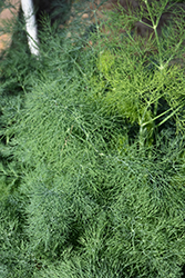 Fernleaf Dill (Anethum graveolens 'Fernleaf') at Canadale Nurseries