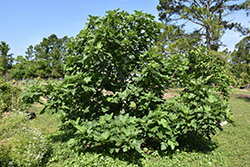 Brown Turkey Fig (Ficus carica 'Brown Turkey') at Canadale Nurseries