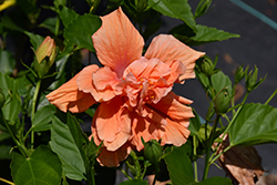 Double Peach Hibiscus (Hibiscus rosa-sinensis 'Double Peach') at Canadale Nurseries