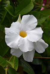 Sun Parasol Giant White Mandevilla (Mandevilla 'Sun Parasol Giant White') at Canadale Nurseries