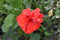 Double Red Hibiscus (Hibiscus rosa-sinensis 'Double Red') at Canadale Nurseries