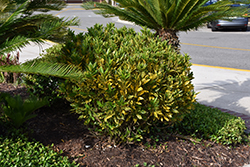 Gold Dust Variegated Croton (Codiaeum variegatum 'Gold Dust') at Canadale Nurseries